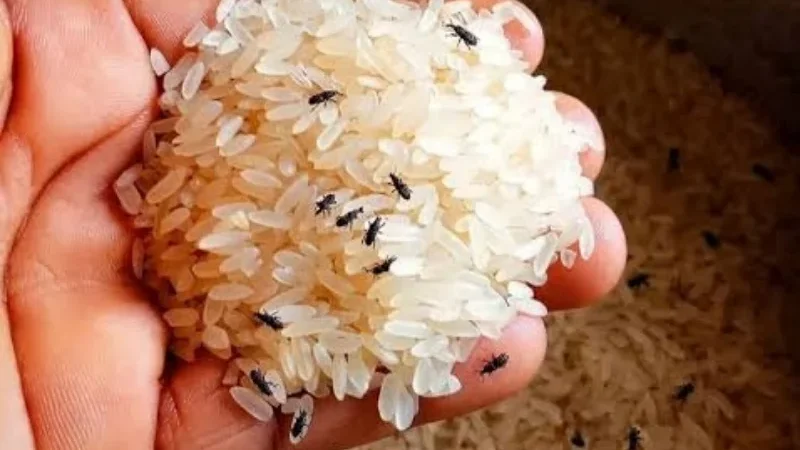 Easy rice storage tips to keep insects away