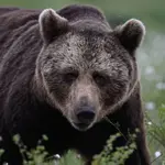 Bear kills woman in her Siberian garden as Krasnoyarsk region records 7th death