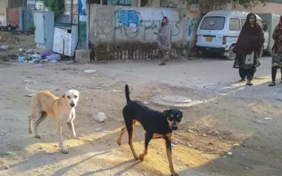 Sindh reports two more rabies deaths, toll reaches 37