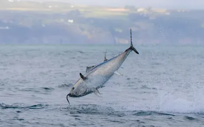  Bluefin tuna return to British waters, but global wildlife populations plummet 73%, report finds