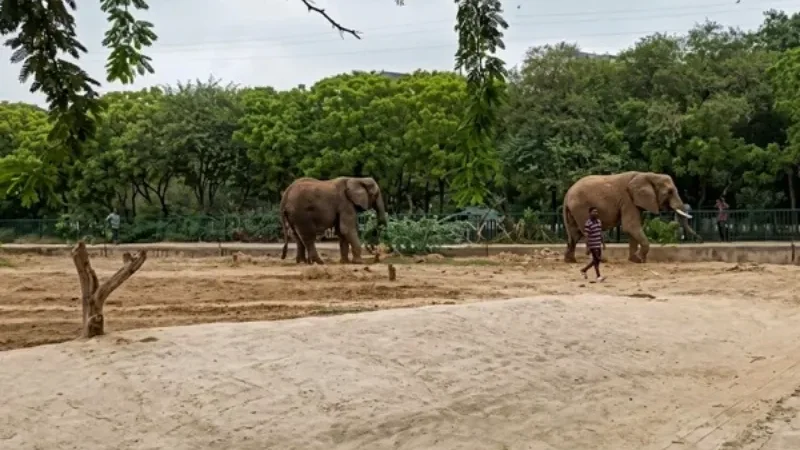 Madhubala’s elephant health still critical as treatment continues - Dr. Amir Khalil, Four Paws, madhubala, Safari Park