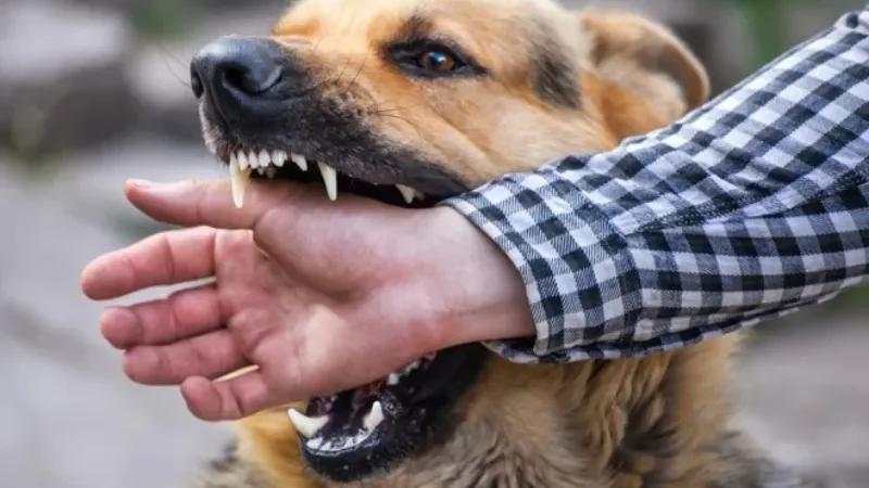 Rabies death toll in Sindh rises to 38 after Tharparkar man dies - Diplo tehsil, Indus Hospital, Rabies death, Tharparkar district