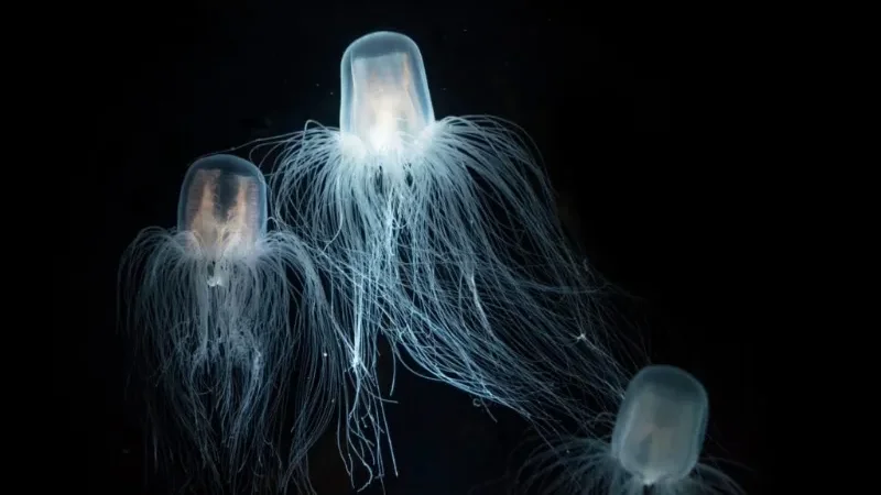 Immortal jellyfish sparks new hope for scientists seeking solutions to human aging problems