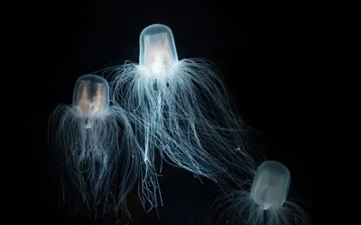 Immortal jellyfish sparks new hope for scientists seeking solutions to human aging problems