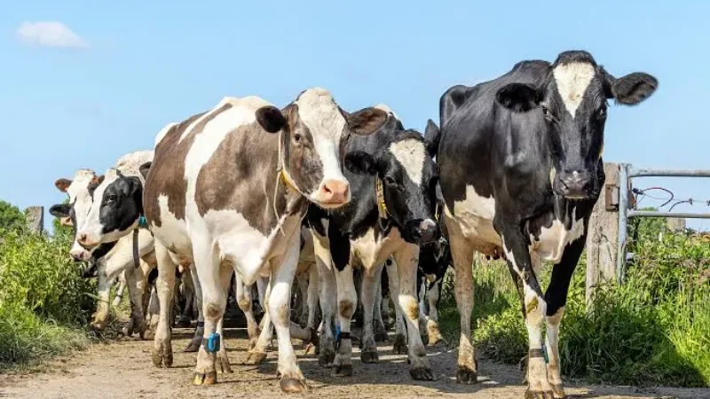 France reports first human case of Shamonda virus; patient dies - France, France’s agriculture ministry, known human infection, Shamonda virus