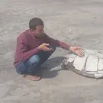 Rare Olive Ridley sea turtle found dead on Clifton beach