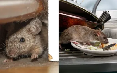 Rats invade homes but simple steps can help drive them out