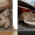 Rats invade homes but simple steps can help drive them out