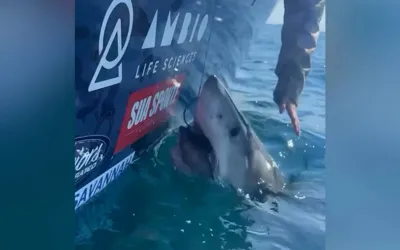 Woman’s attempt to pet great white shark off Georgia coast ends in sudden scare