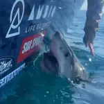 Woman’s attempt to pet great white shark off Georgia coast ends in sudden scare