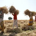 Punjab fixes wheat support price at Rs4,500, sets 16.5 million acre cultivation target