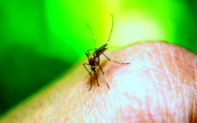 Your fight against Dengue! Know it before it gets to know you