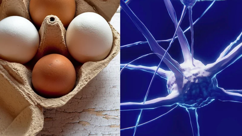 Eggs may slow down cognitive decline, new study