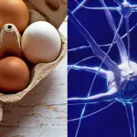 Eggs may slow down cognitive decline, new study