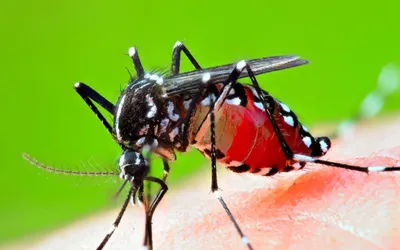 Dengue cases in Rawalpindi hit record hike in 24hours