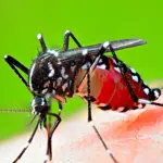 172 new dengue cases reports in Punjab in 24 hours