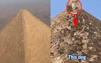 Watch: Stray dog caught climbing Egypt’s second-largest Pyramid goes viral