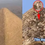 Watch: Stray dog caught climbing Egypt’s second-largest Pyramid goes viral