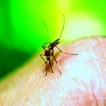 Dengue cases expected to drop by next month: PMD