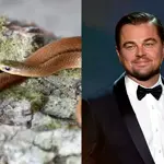 Why scientists named newly discovered snake species after Leonardo DiCaprio?