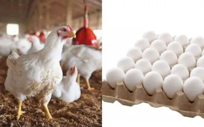 Chicken meat and egg prices soar in Karachi
