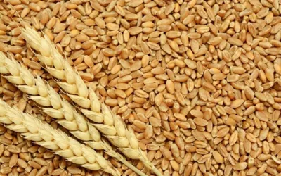 Pakistan’s wheat imports 100% dropped in FY 2024-25