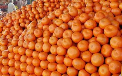 Climate change impacts orange production in Pakistan