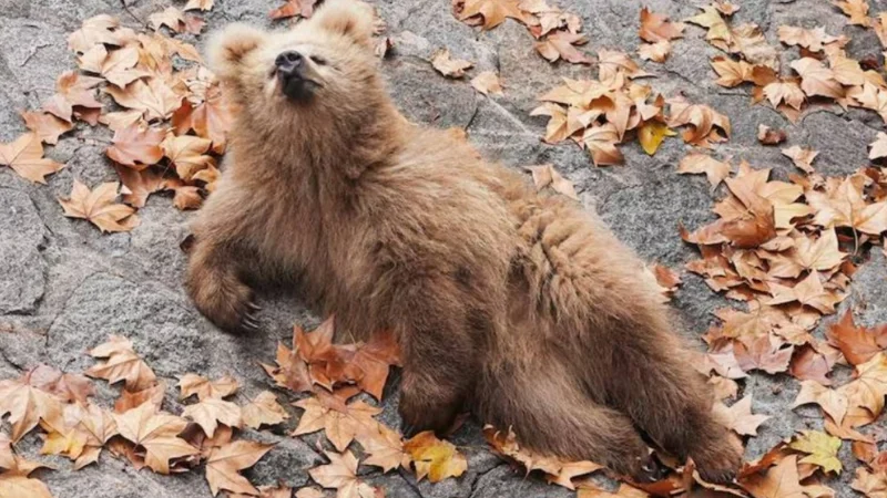 Junjun bear cub of Shanghai zoo becomes local and online sensation