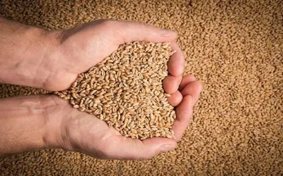 Punjab urged immediate halt to wheat imports, inquiry body detects