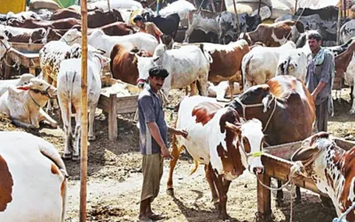 Eid-ul-Adha 2024: Locations Revealed for Islamabad's Cattle Markets