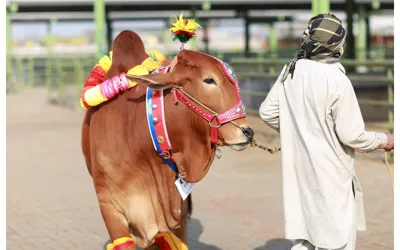 Punjab Introduces Online Cattle Market: Transforming Livestock Trading!