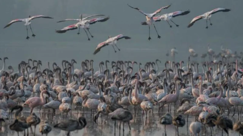 India: 39 flamingos dead after aircraft hit them in Mumbai