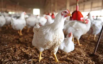 Chicken prices rise across Lahore and other Punjab cities
