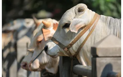 State Bank to Introduce QR Codes for Buying Qurbani Animals!