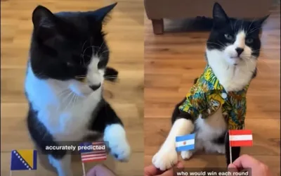 Cat with 27 correct World Cup predictions draws global attention