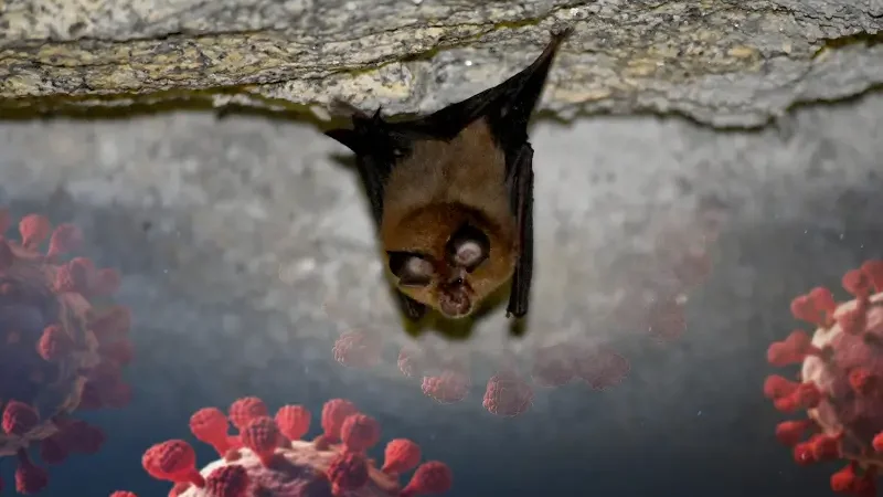New bat virus found infecting humans