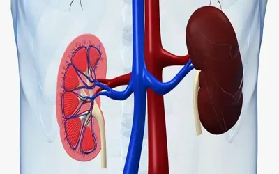 Here's everything you should know about stage 2 kidney disease
