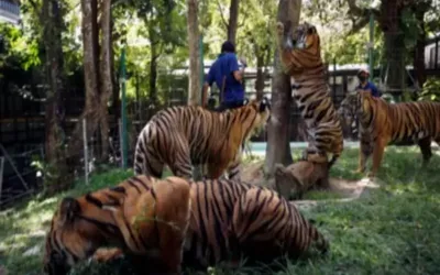 Virus kills dozens of tigers in Thailand park