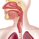 Lab-engineered esophagus transplant opens new hope for patients