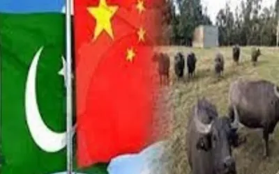 China shows interest in Pakistani buffalo genetics in bilateral talks