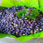Grewia Asiatica: Refreshing natural summer fruit for healthy living