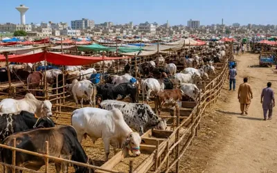 Eid-ul-Azha: Traffic plan announced for cattle markets in Islamabad