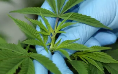 Cannabis, chronic pain and sleep: A complex relationship uncovered by new research