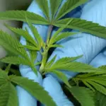 Cannabis, chronic pain and sleep: A complex relationship uncovered by new research