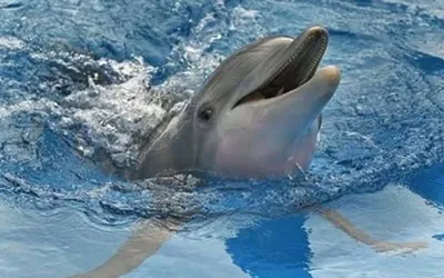 WATCH: Stunning viral video of bottlenose dolphins near Gwadar Port leaves visitors amazed