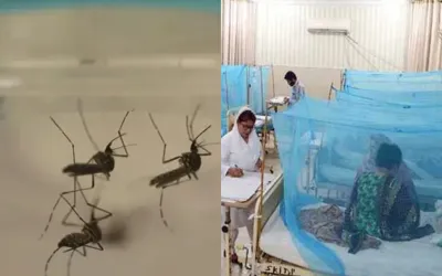 Punjab reports 48 new dengue cases in 24 hours