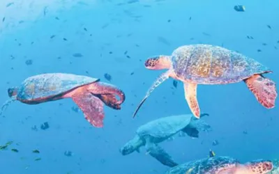 Pakistani govt announce 90 Million PKR Project Launched to protect sea turtles