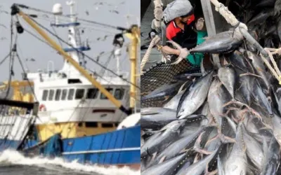 Balochistan fisheries department to launch operation against illegal trawling