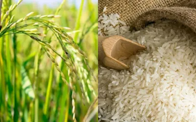 New Hybrid rice developed in Pakistan to boost Yields upto 3x, A milestone for farmers